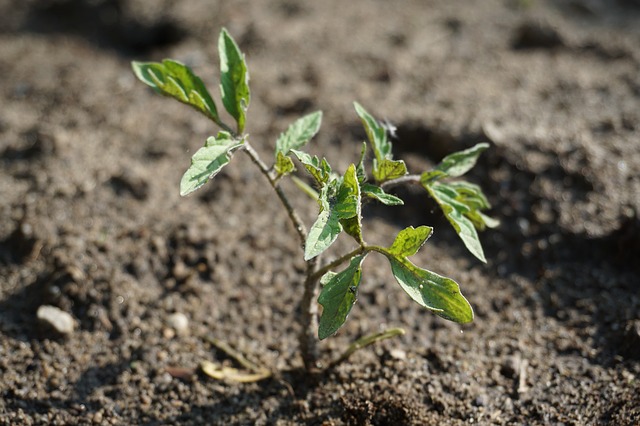 seedling-tomato-3381130_640