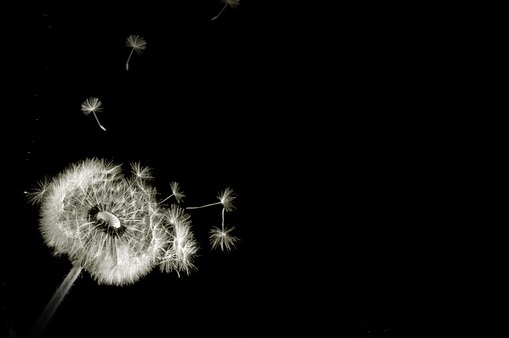 dandelion-3212293_640