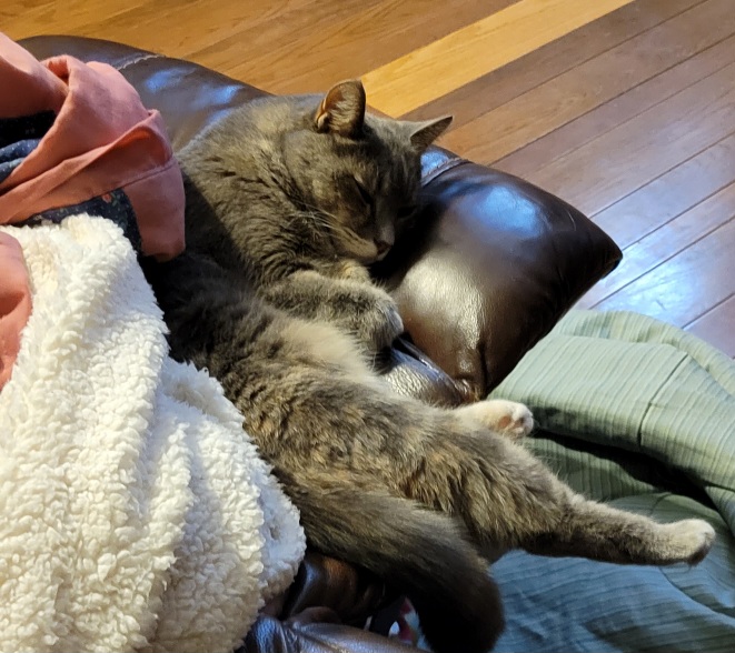 Claire snoozing on the sofa.