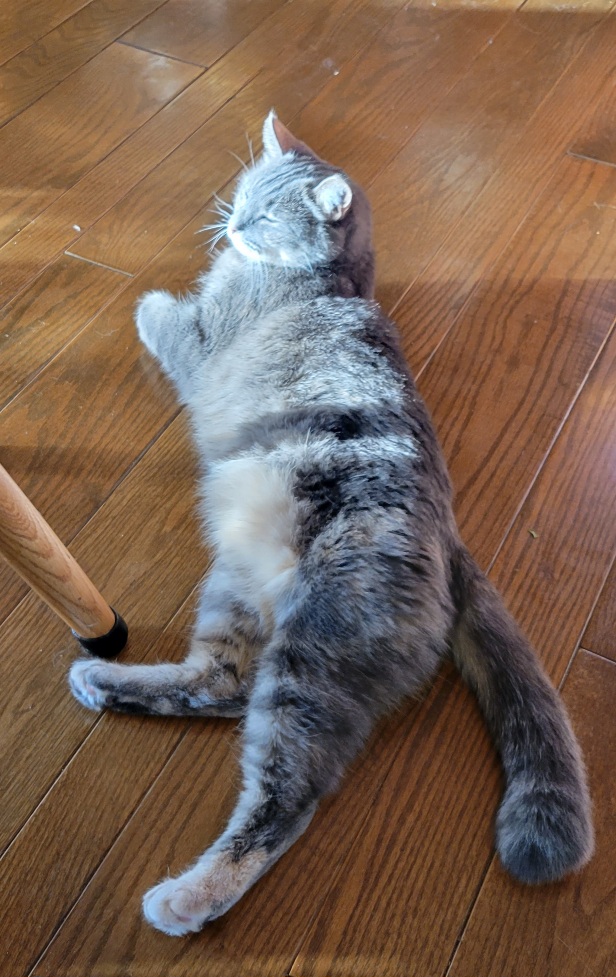 Claire stretched out on our hardwood floor.