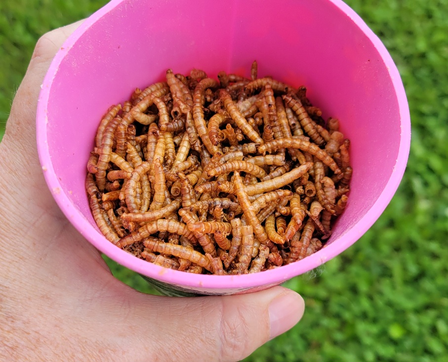 Close up of a hand holding a pink cup filled with dried mealworms